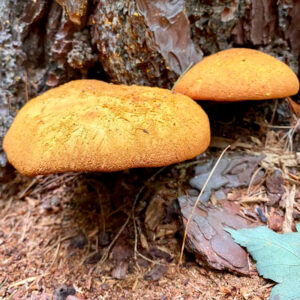 Моховик древесный (Buchwaldoboletus lignicola)