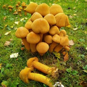 Чешуйчатка травяная (Phaeolepiota aurea)