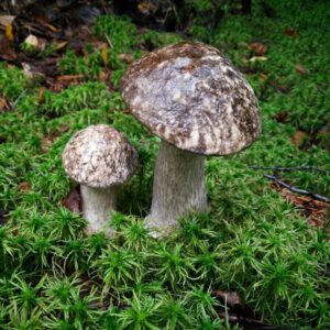 Розовеющий подберезовик (Leccinum roseofractum)
