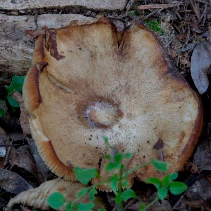 Млечник бледный (Lactarius pallidus)