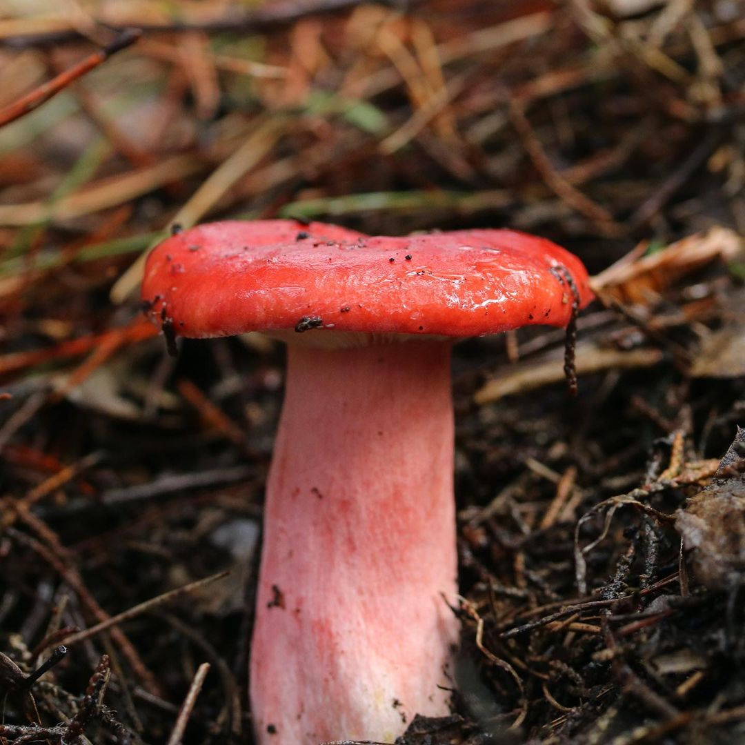 Сыроежка кроваво-красная (Russula sanguinea)