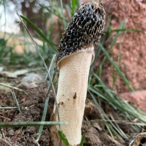 Весёлка Хадриана (Phallus Hadriani)