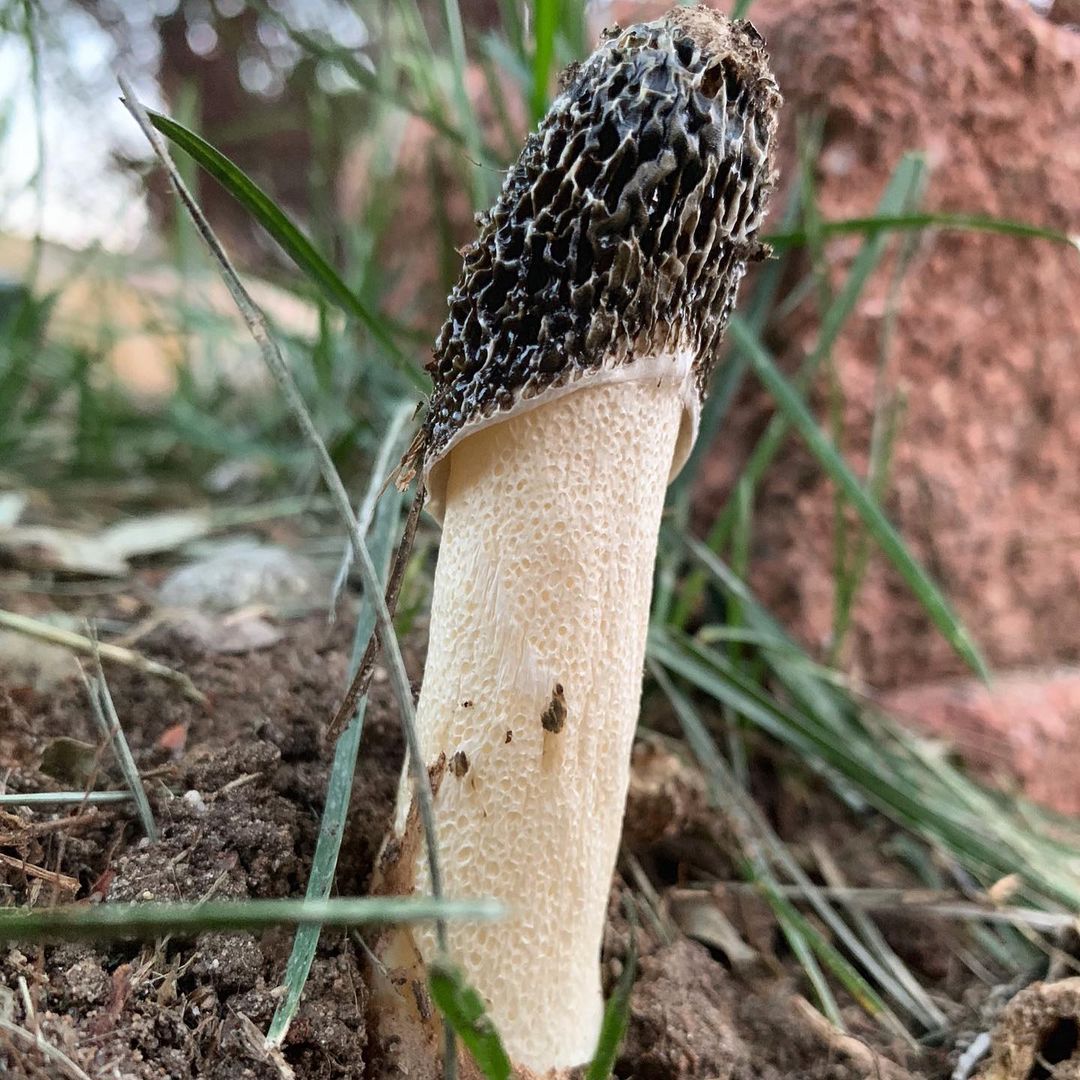 Весёлка Хадриана (Phallus Hadriani)