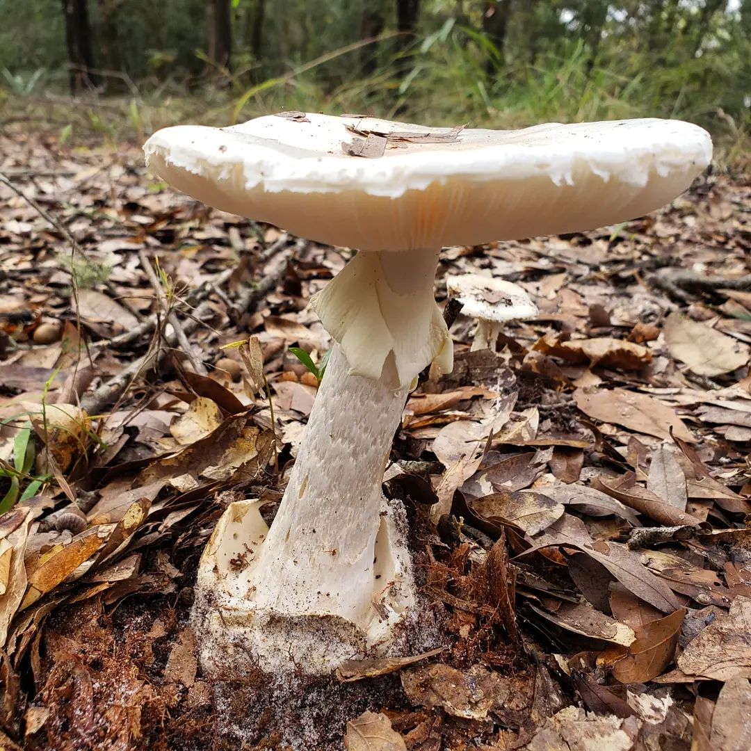 Amanita bisporigera