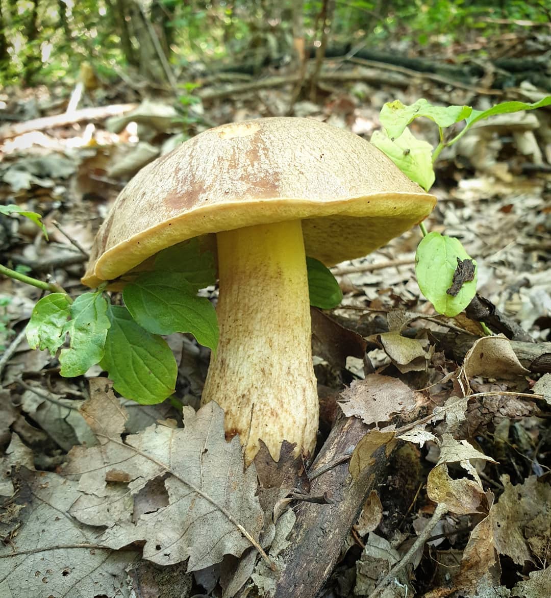 Полубелый гриб (Hemileccinum impolitum)