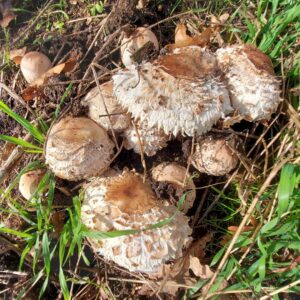Зонтик краснеющий (Chlorophyllum rhacodes)