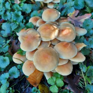 Опенок ложный (Hypholoma fasciculare)