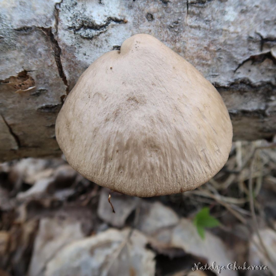 Вешенка покрытая (Pleurotus calyptratus)