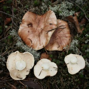 Рядовка пятнистая (Tricholoma pessundatum)
