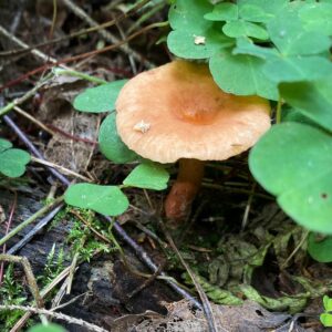 Млечник сладковатый (Lactarius subdulcis)