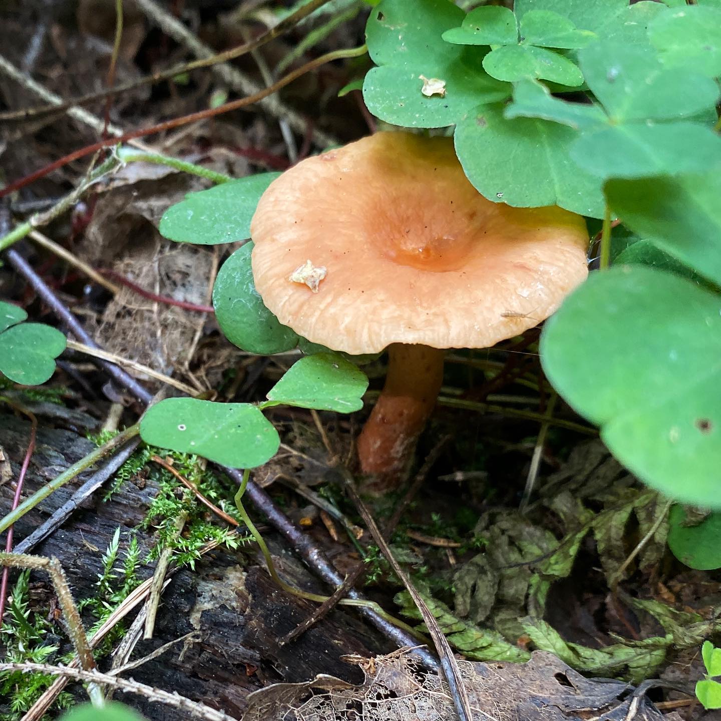 Млечник сладковатый (Lactarius subdulcis) 
