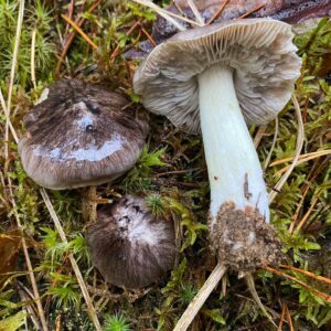 Рядовка серая (Tricholoma portentosum)