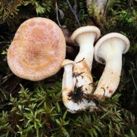 Рядовка золотистая (Tricholoma auratum)