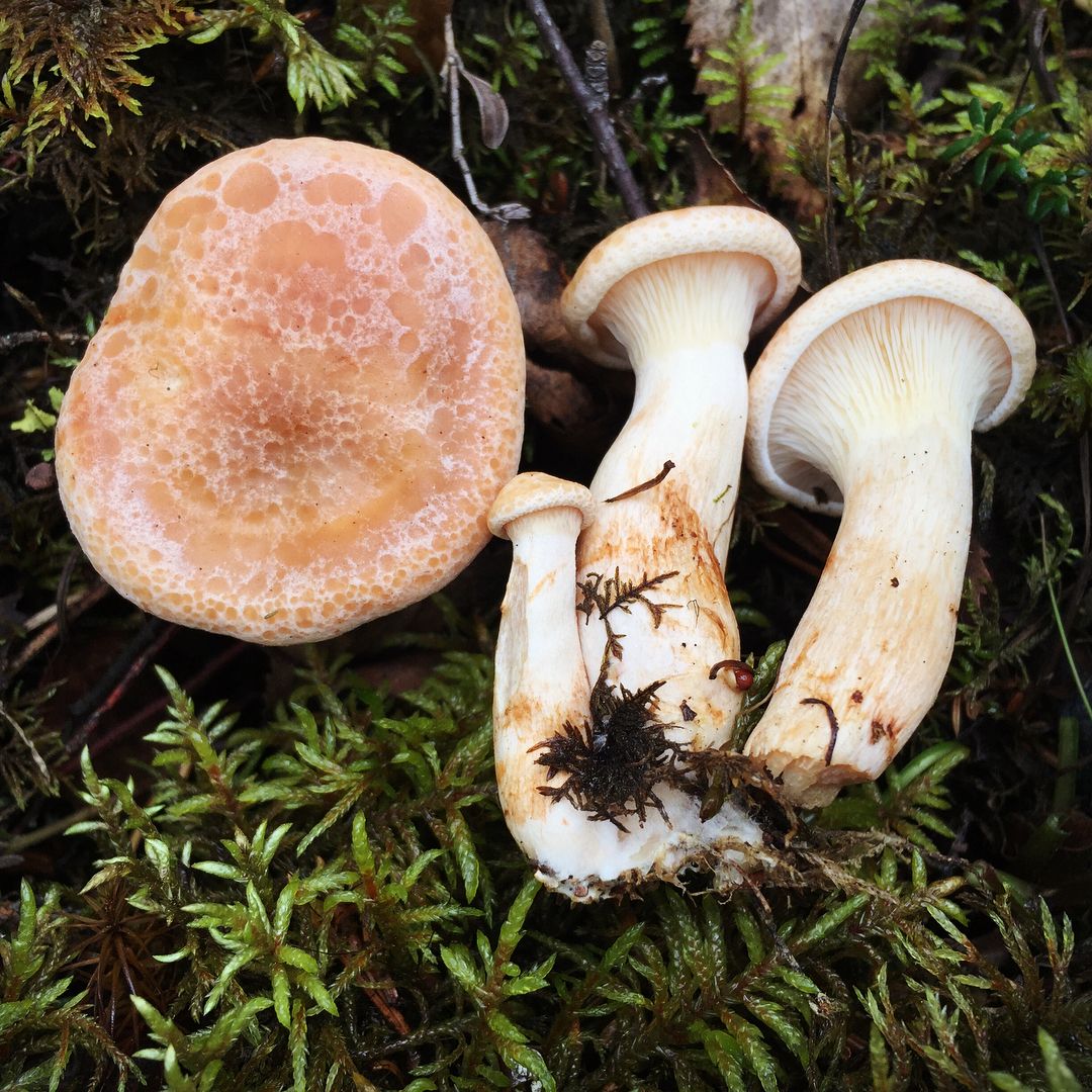 Рядовка золотистая (Paralepista gilva)