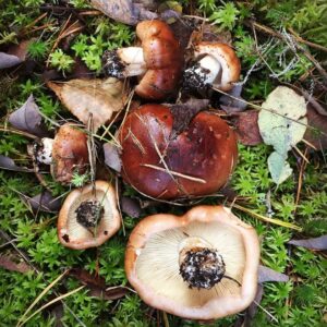 Рядовка пятнистая (Tricholoma pessundatum)