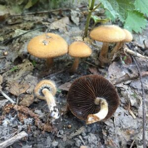 Лакримария бархатистая (Psathyrella lacrymabunda)