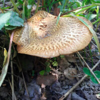 Свинушка ольховая (Paxillus filamentosus)