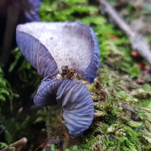 Энтолома яркоокрашенная (Entoloma euchroum)