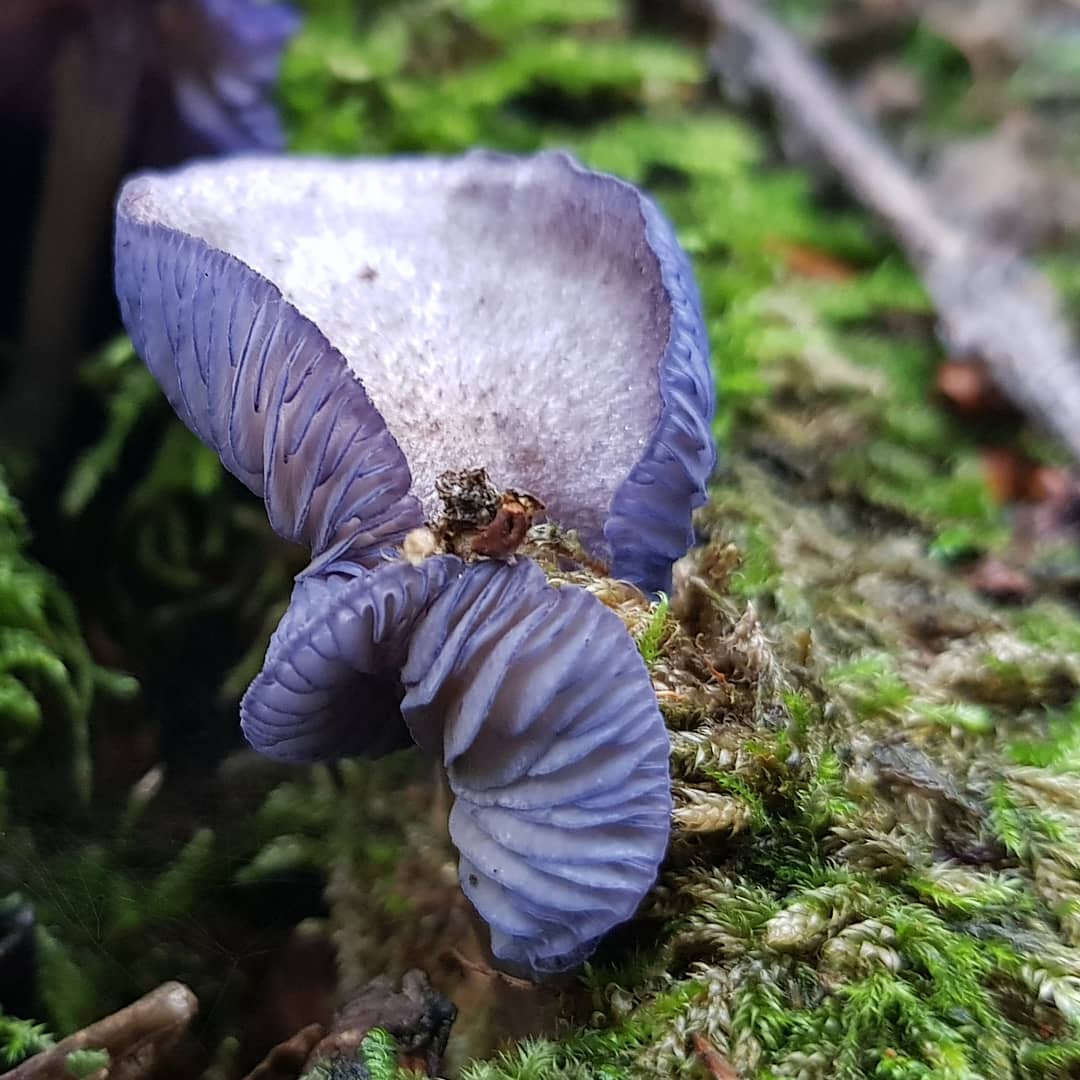 Энтолома яркоокрашенная (Entoloma euchroum)
