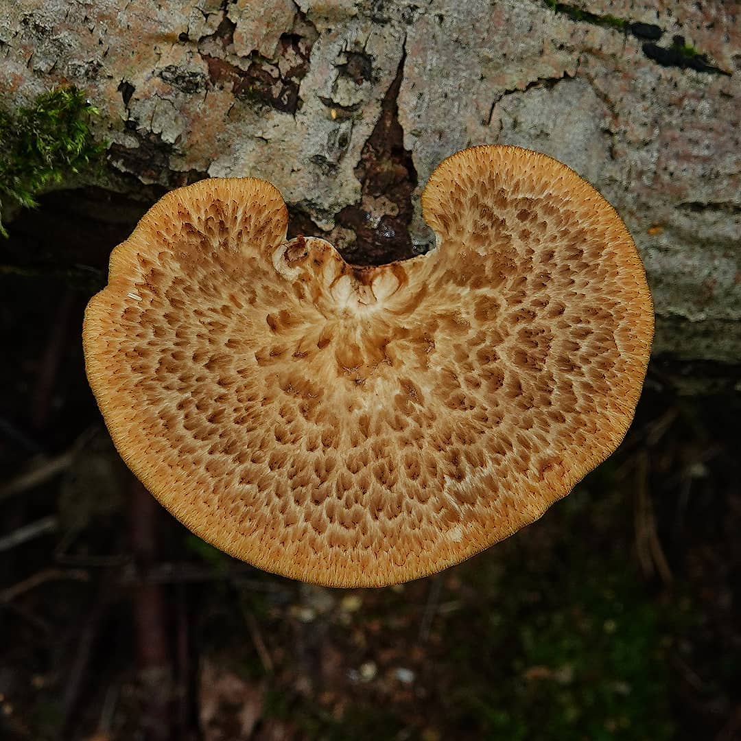 Трутовик клубненосный (Polyporus tuberaster)
