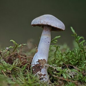 Паутинник бело-фиолетовый (Agaricus alboviolaceus)