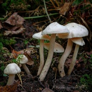 Гигрофор берёзовый (Hygrophorus hedrychii)