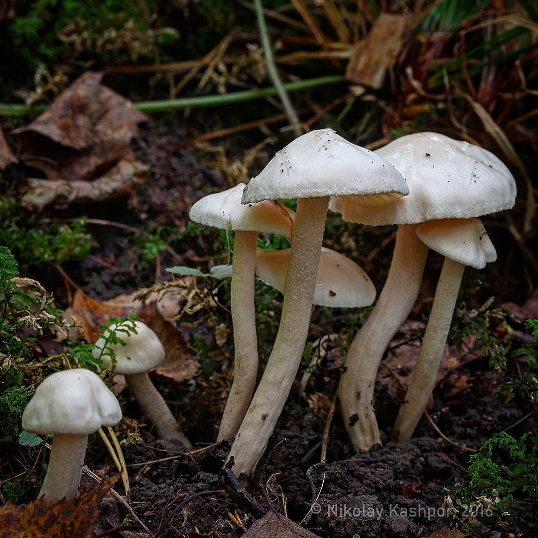 Гигрофор берёзовый (Hygrophorus hedrychii)