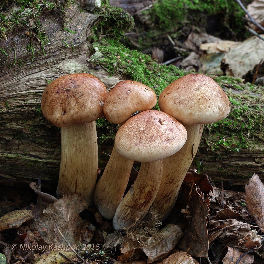 Рядовка желто-бурая (Tricholoma fulvum)