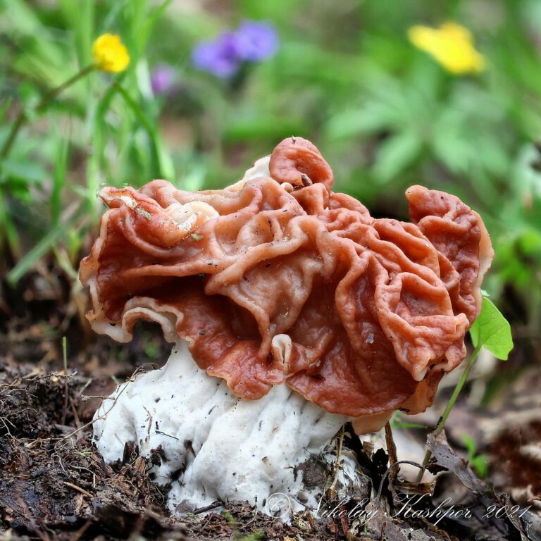 Строчок обыкновенный (Gyromitra esculenta)