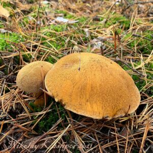 Моховик песчаный (Suillus variegatus)