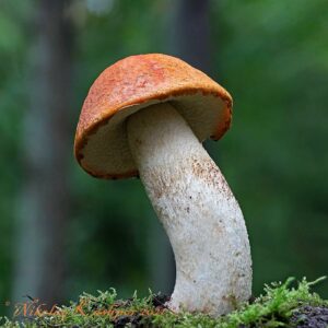 Подосиновик белоножковый (Leccinum albostipitatum)