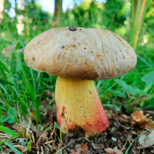 Боровик Фехтнера (Boletus fechtneri)