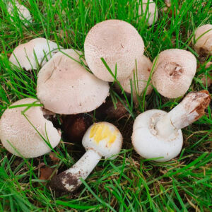 Шампиньон желтокожий (Agaricus xanthodermus)