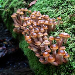 Опенок осенний северный (Armillaria mellea)