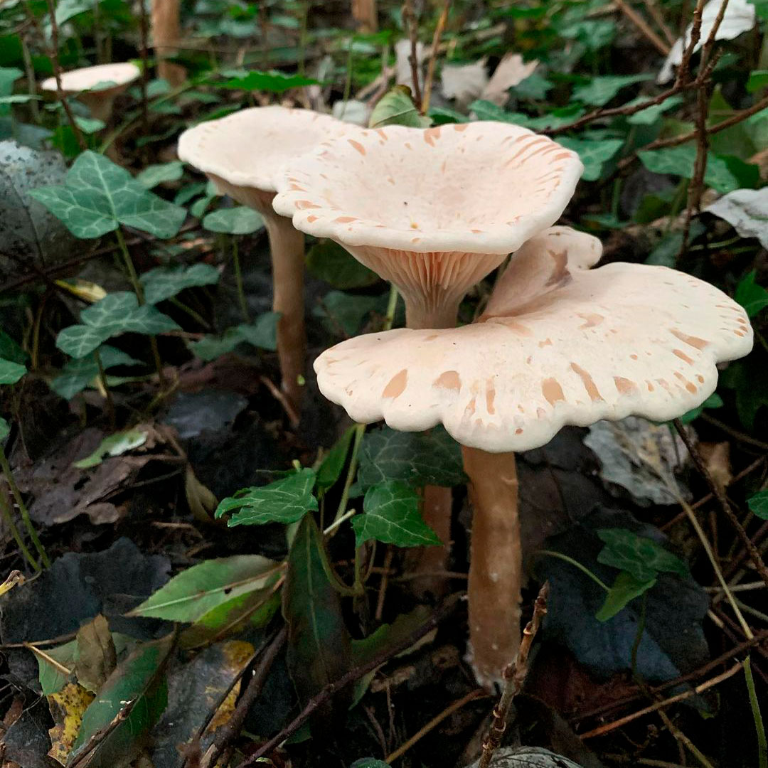 Говорушка налиственная (Clitocybe phylophila)