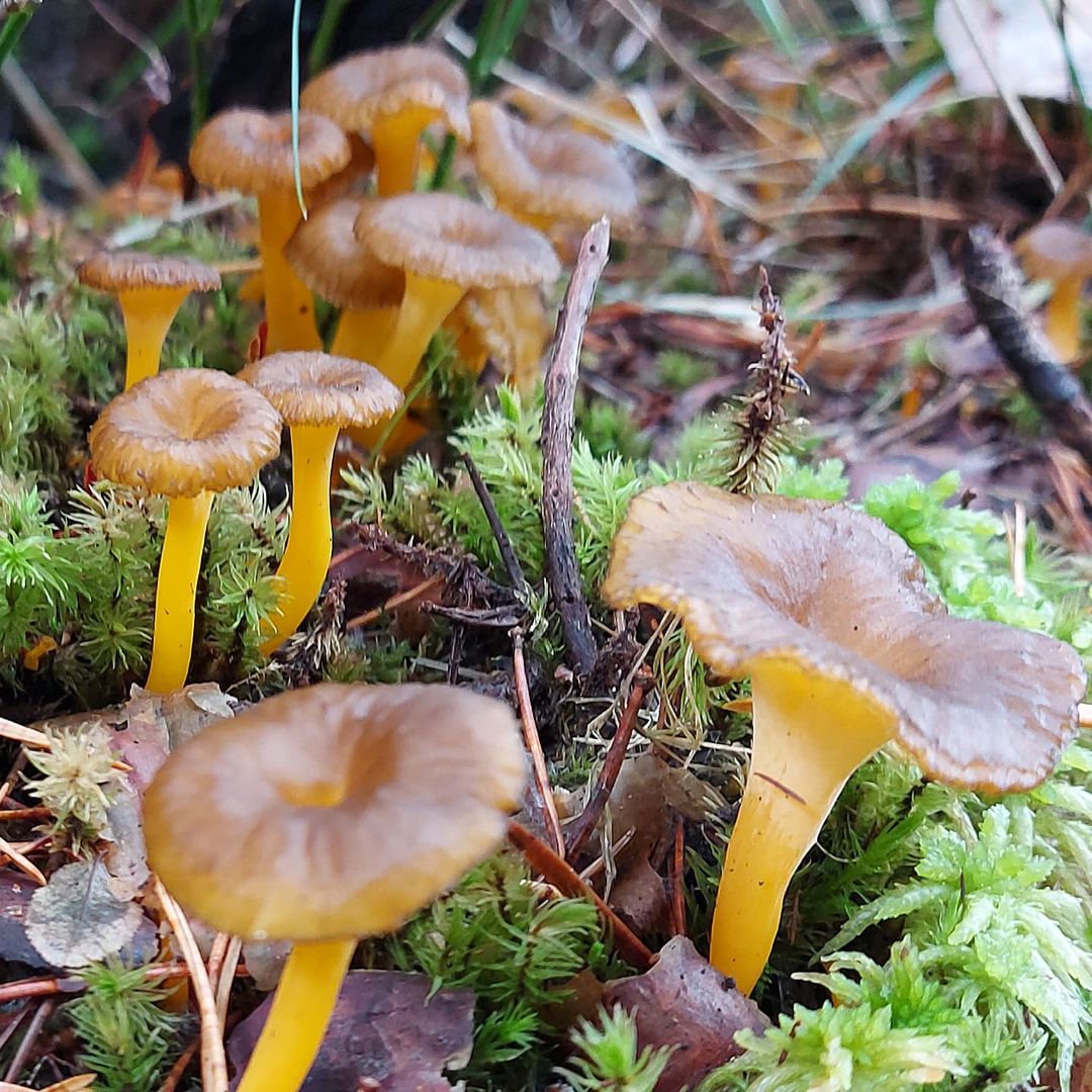 Лисичка желтеющая (Craterellus lutescens)