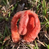 Решеточник колоннообразный (Clathrus columnatus)