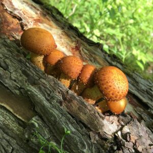 Чешуйчатка сальная (Pholiota adiposa)
