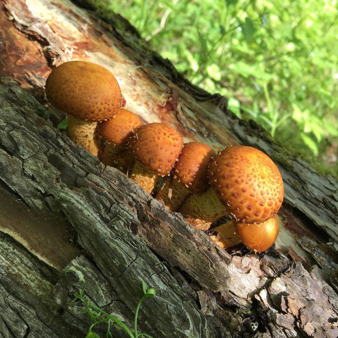 Чешуйчатка сальная (Pholiota adiposa)