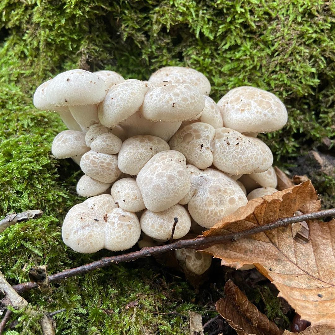 Вешенка ильмовая (Hypsizygus ulmarius)