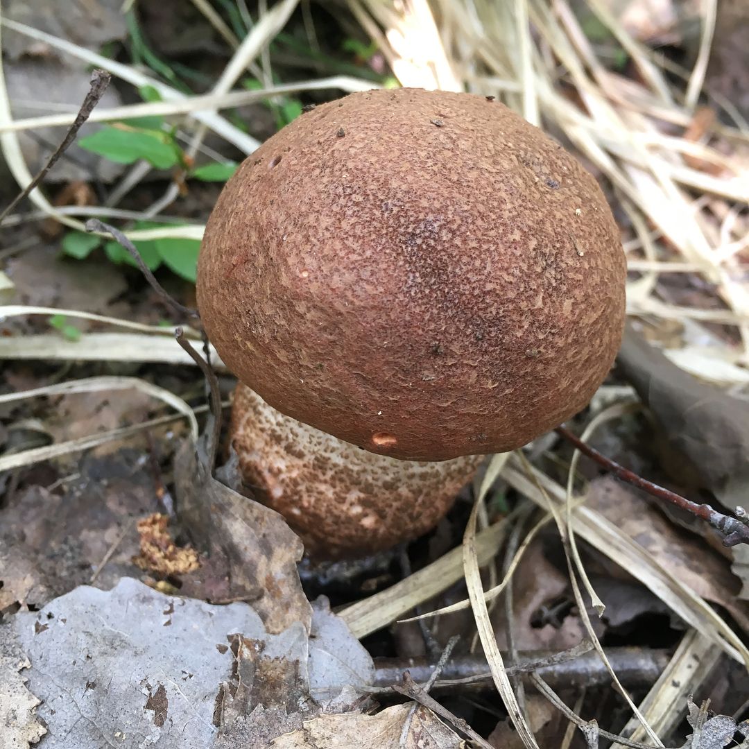 Подосиновик дубовый (Leccinum quercinum)