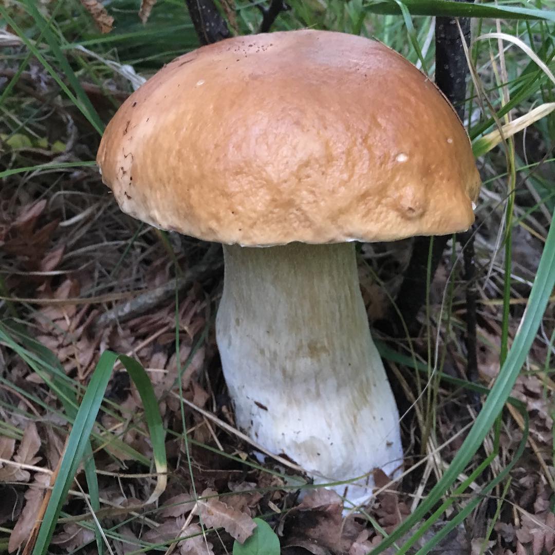 Боровик березовый (Boletus betulicola)