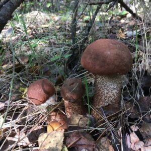 Обабок дубовый (Leccinum quercinum)