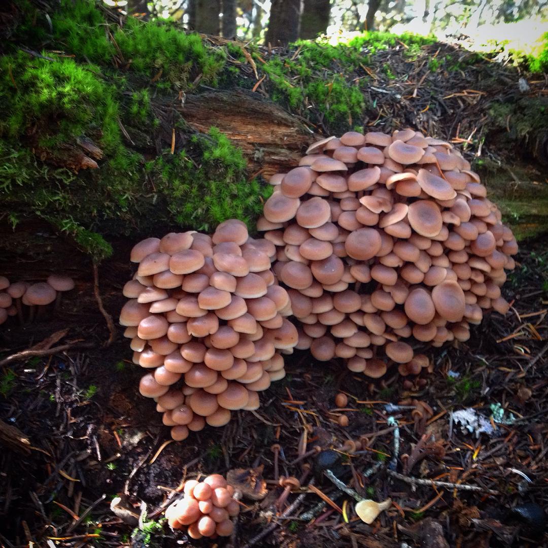 Коллибия скученная (Gymnopus acervatus) 