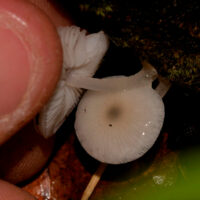 Навозник лучистый (Coprinellus radians)