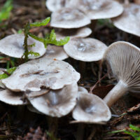 Говорушка слабопахучая (Clitocybe ditopa)