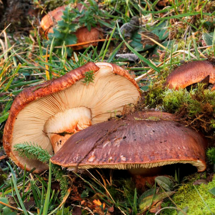 Рядовка надломленная (Tricholoma batschii)