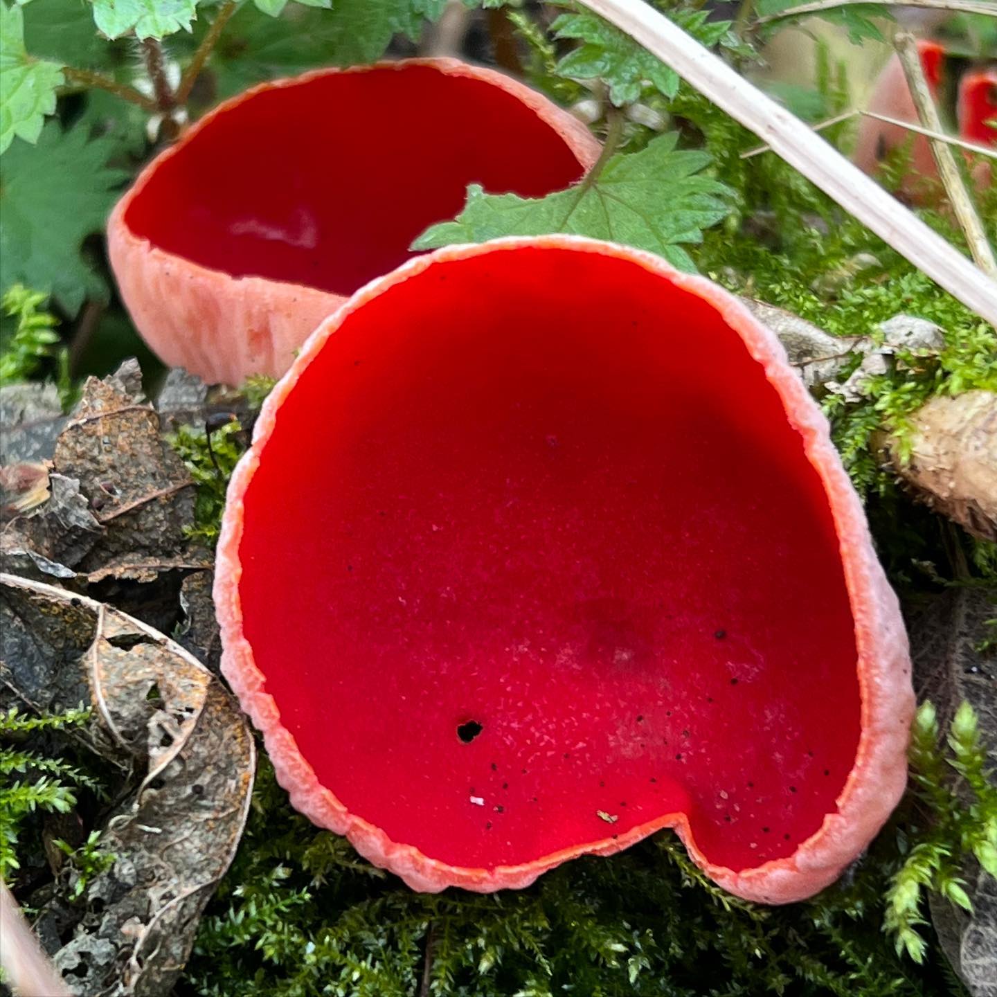 Саркосцифа западная (Sarcoscypha occidentalis)