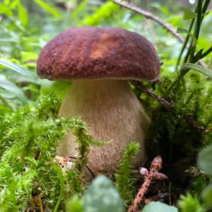 Боровик сетчатый (Boletus reticulatus)