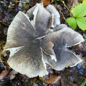 Рядовка землисто-серая (землистая) (Tricholoma terreum)